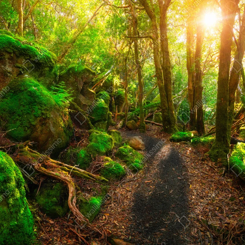 Leinwandbild sonniger pfad im regenwald der Tasman-Halbinsel, Tasmanien Leinwandbild sonniger pfad im regenwald der Tasman-Halbinsel, Tasmanien