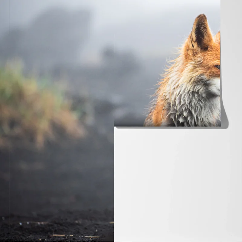 Fototapete roter fuchs in nebliger landschaft Fototapete roter fuchs in nebliger landschaft