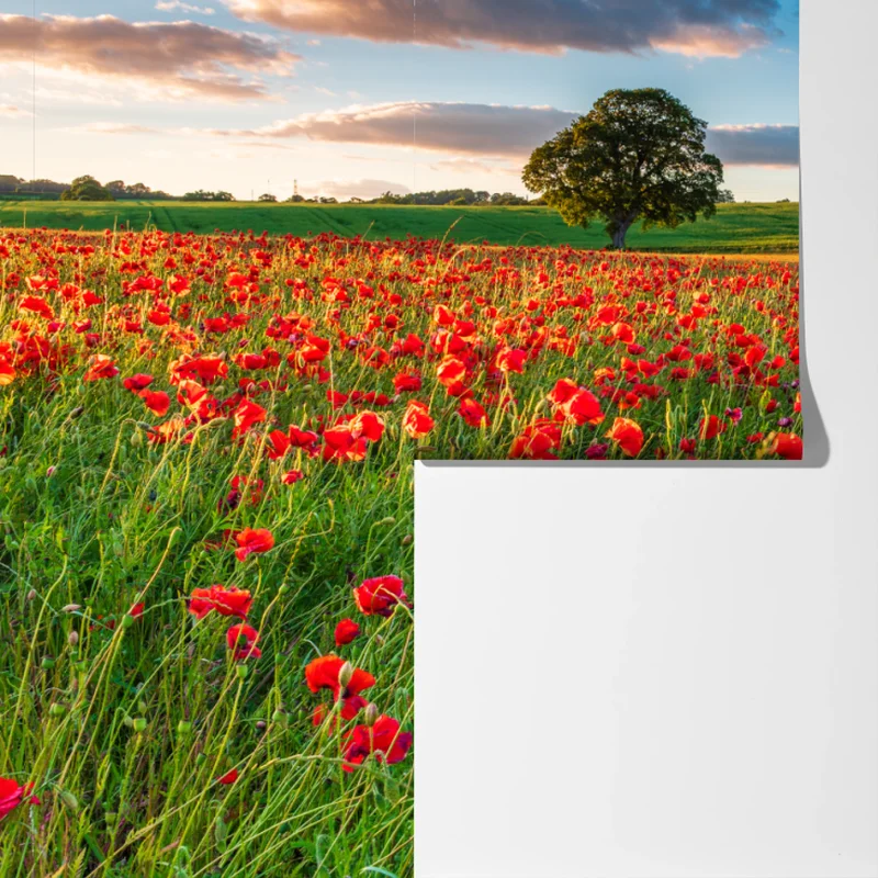 Fototapete rotes mohnfeld bei Corbridge Fototapete rotes mohnfeld bei Corbridge