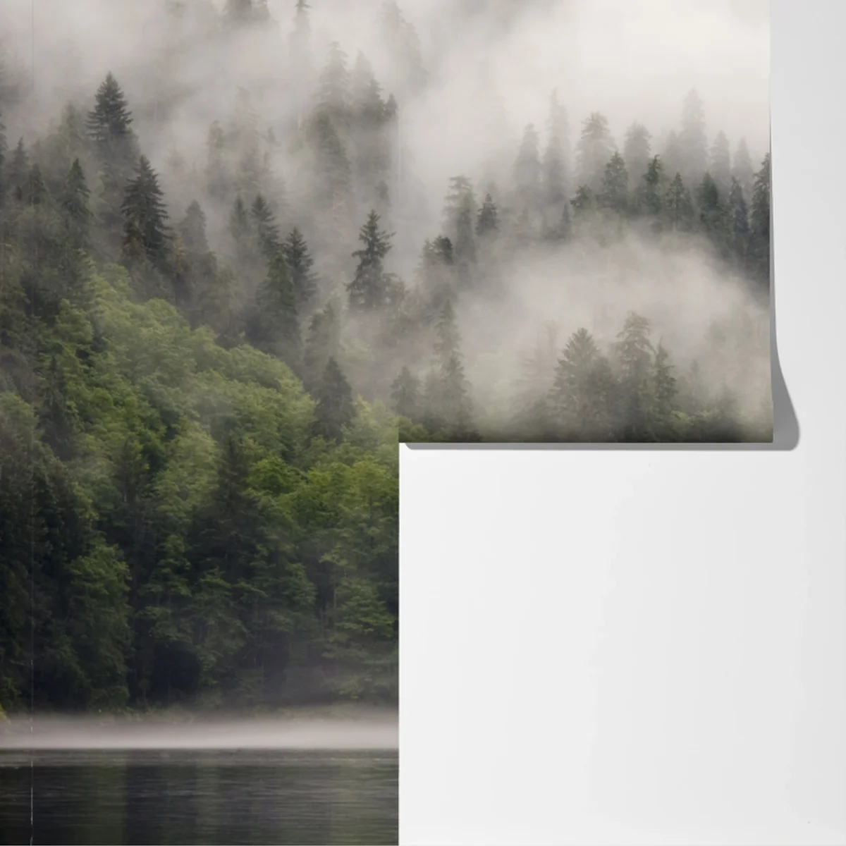 Fototapeta mglisty las nad wybrzeżem, Kolumbia Brytyjska Fototapeta mglisty las nad wybrzeżem, Kolumbia Brytyjska