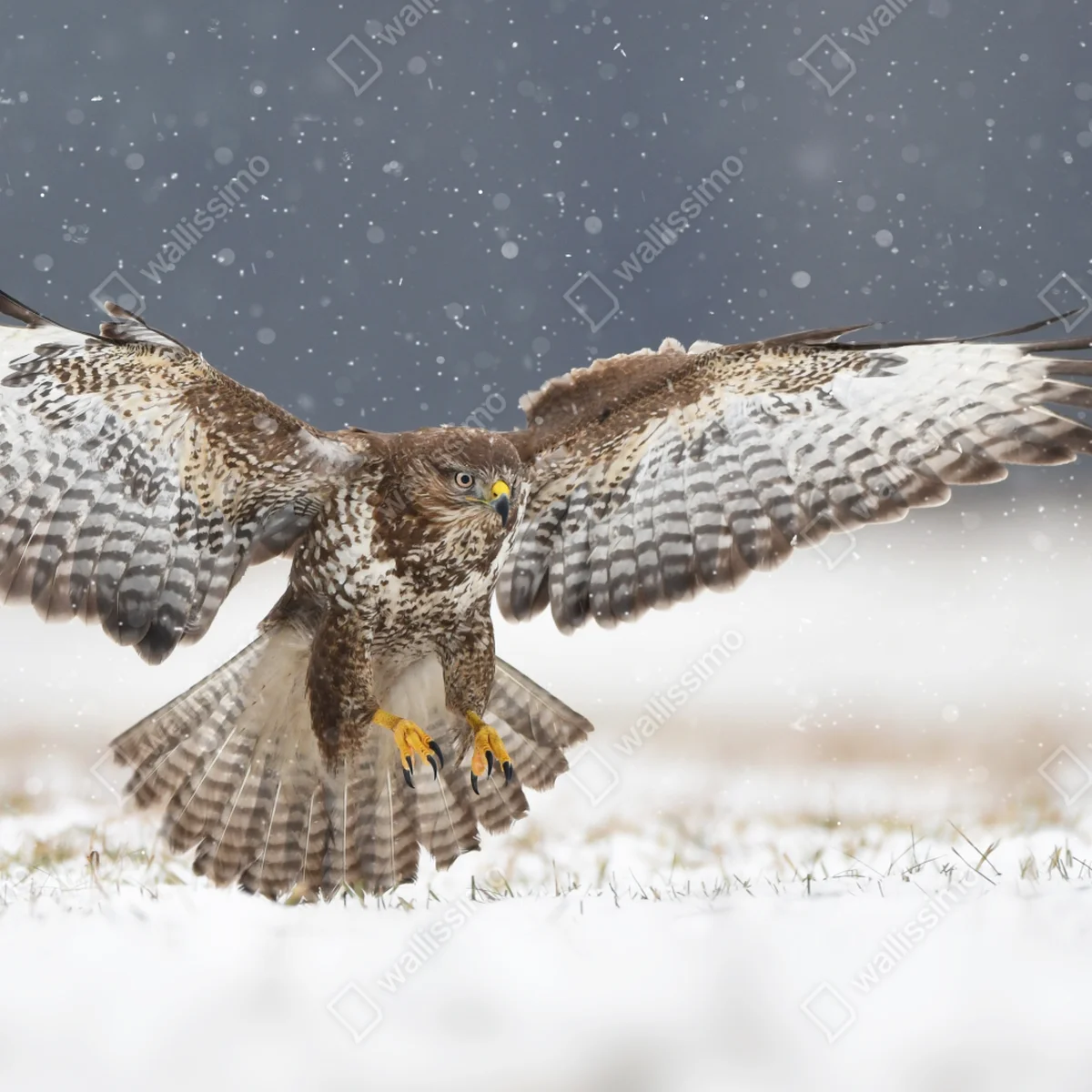 Repositionierbarer Aufkleber mäusebussard landet im schnee Repositionierbarer Aufkleber mäusebussard landet im schnee