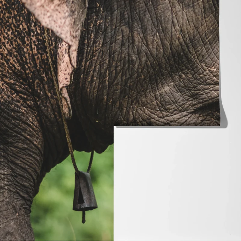 Fototapete asiatischer elefant nahaufnahme Fototapete asiatischer elefant nahaufnahme