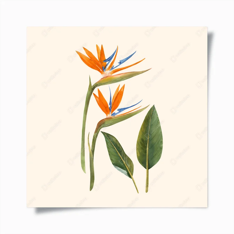 Poster aquarellillustration paradiesvogel • Poster bei Wallnifity® Poster aquarellillustration paradiesvogel • Poster bei Wallnifity®