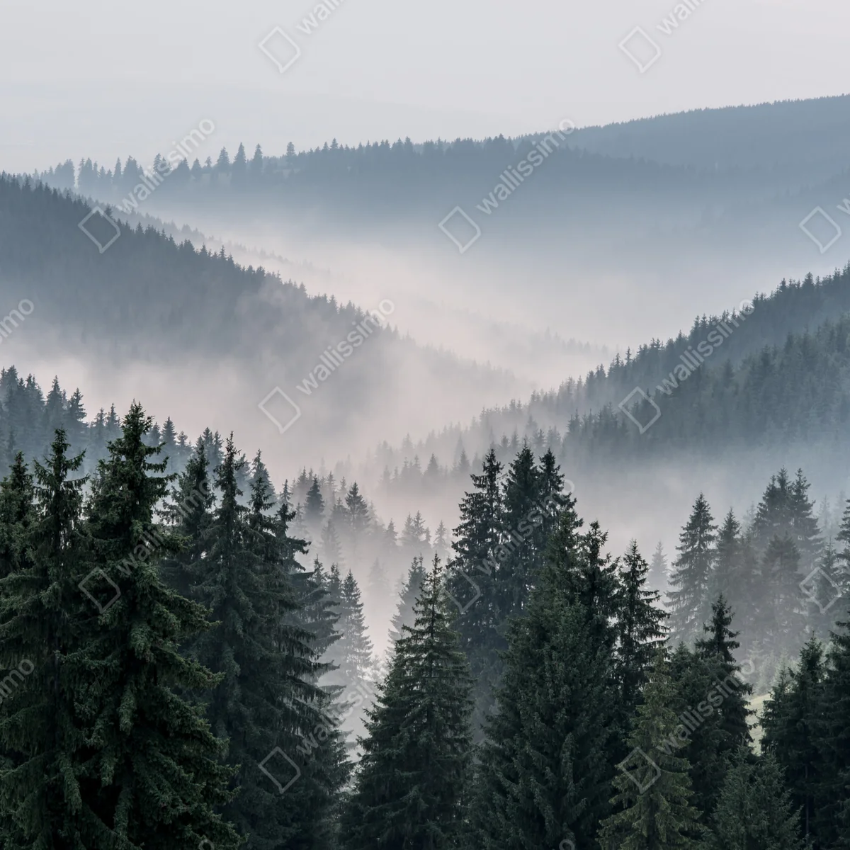 Fototapete nebliger bergwald Fototapete nebliger bergwald