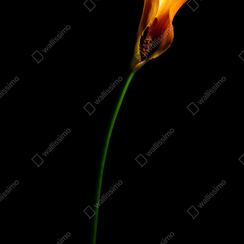 Poster goldene calla auf schwarzem hintergrund Poster goldene calla auf schwarzem hintergrund