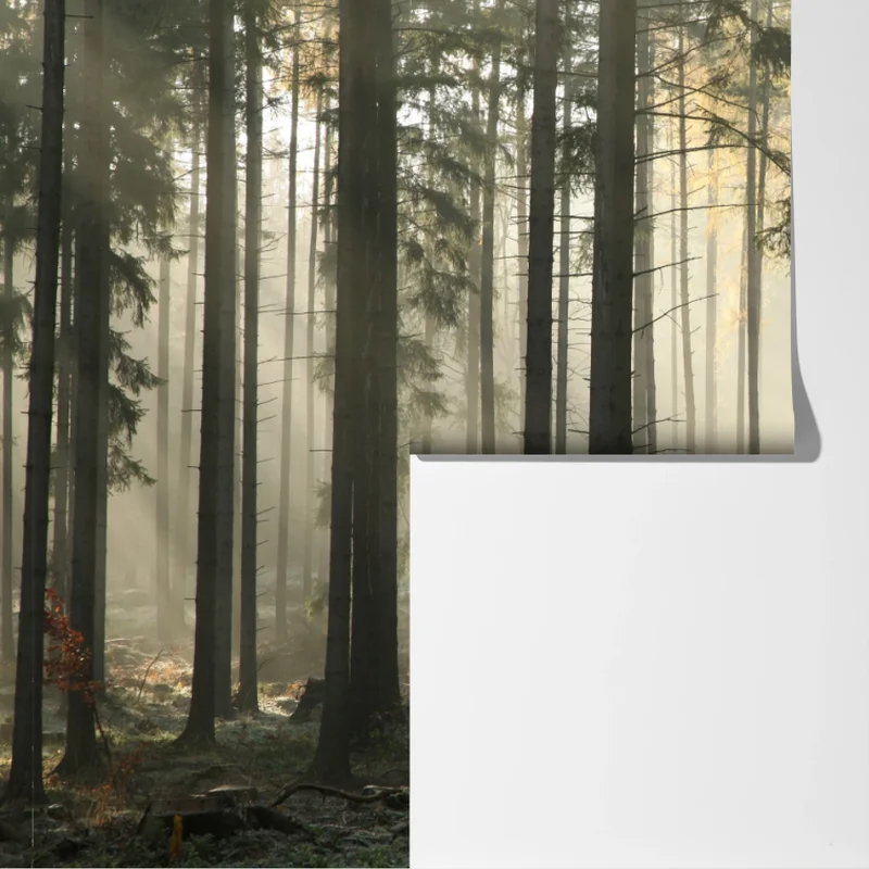 Fototapeta mglisty poranek w lesie z promieniami słońca Fototapeta mglisty poranek w lesie z promieniami słońca