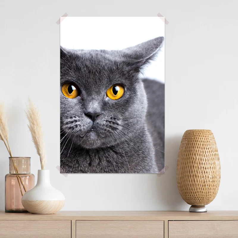 Poster ausdrucksstarkes porträt einer grauen katze mit goldenen augen Poster ausdrucksstarkes porträt einer grauen katze mit goldenen augen