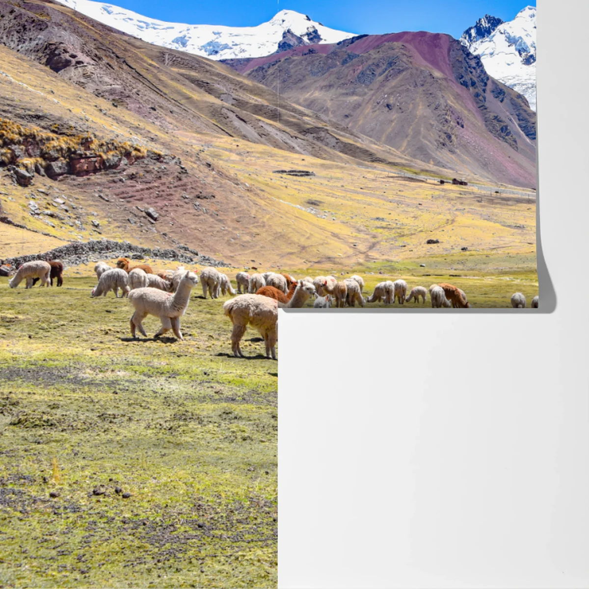 Fototapete alpakas und lamas weiden bei Mt Ausangate, Cusco Fototapete alpakas und lamas weiden bei Mt Ausangate, Cusco