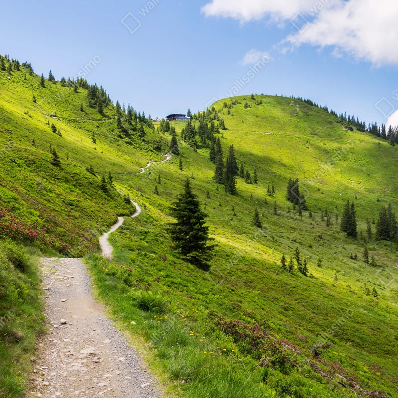 Fototapete sonniger bergpfad durch grüne wiese Fototapete sonniger bergpfad durch grüne wiese