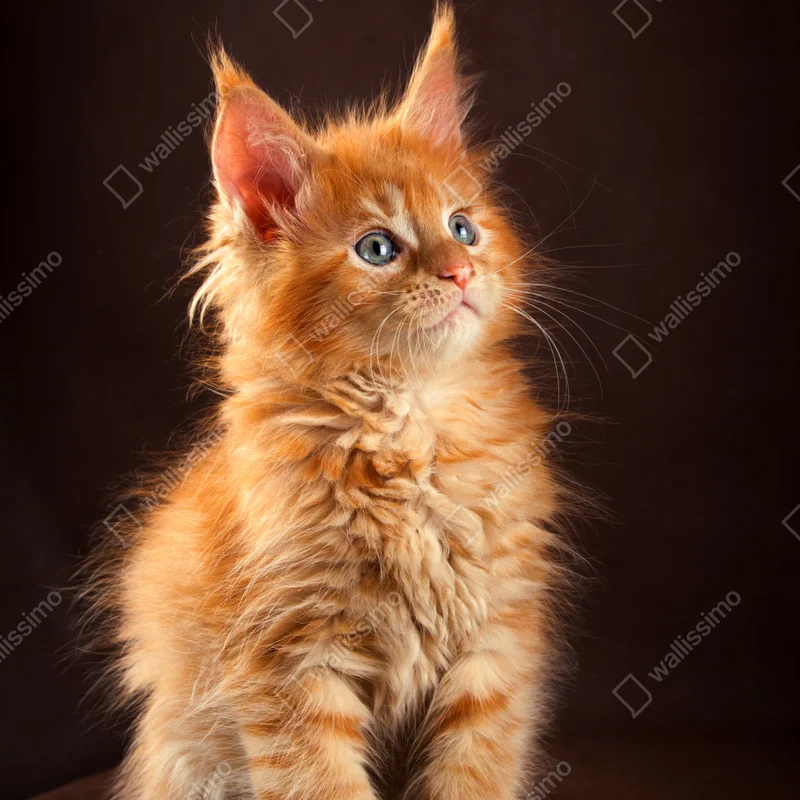 Repositionierbarer Aufkleber niedliches rotes kätzchenportrait Repositionierbarer Aufkleber niedliches rotes kätzchenportrait