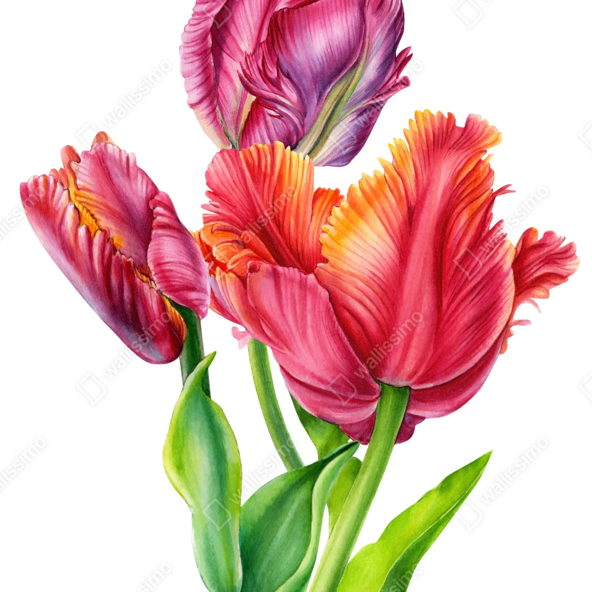 Poster leuchtende rosa tulpen in aquarell Poster leuchtende rosa tulpen in aquarell