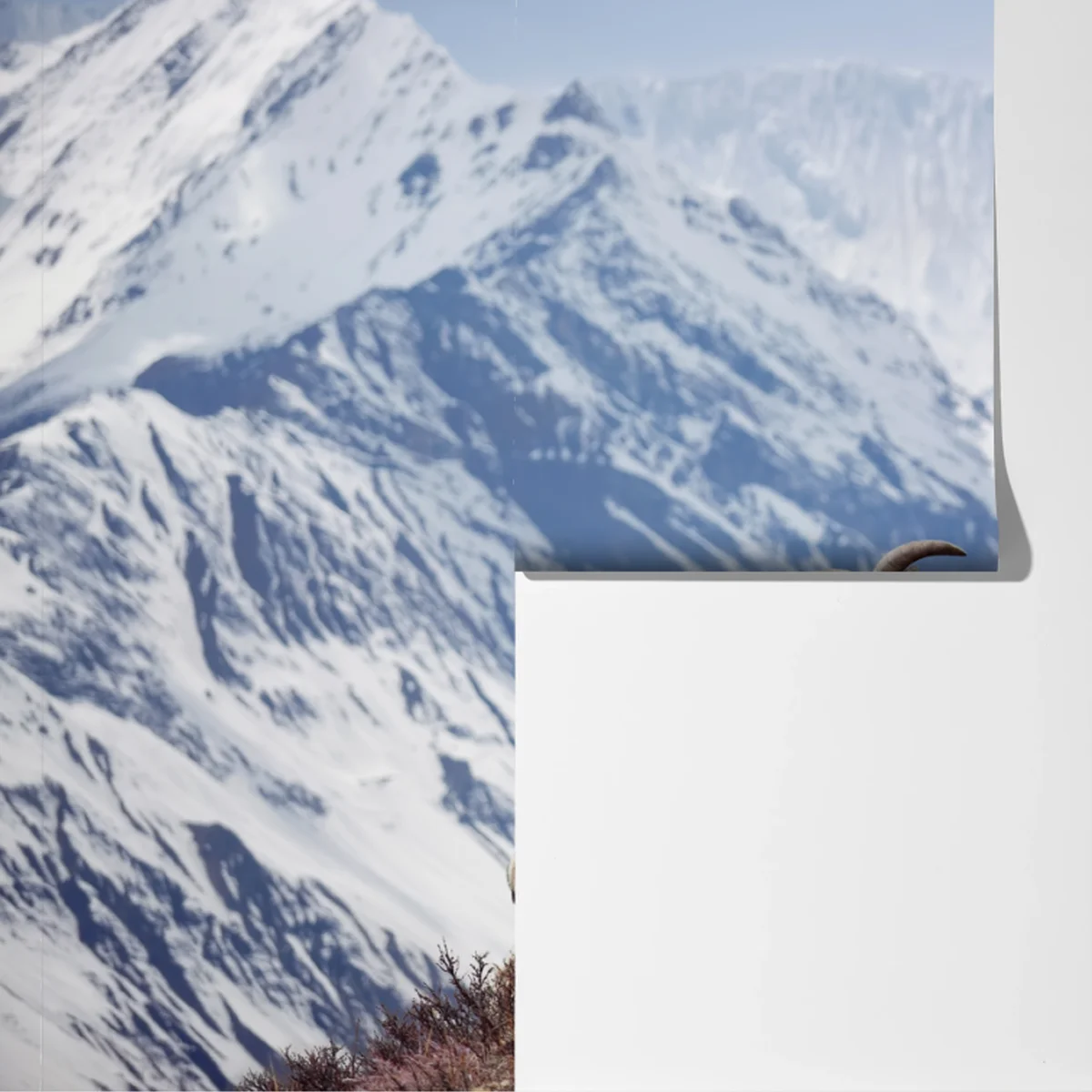 Fototapete wilde blaue schafe an einem hang im Himalaya, Manang, Nepal Fototapete wilde blaue schafe an einem hang im Himalaya, Manang, Nepal