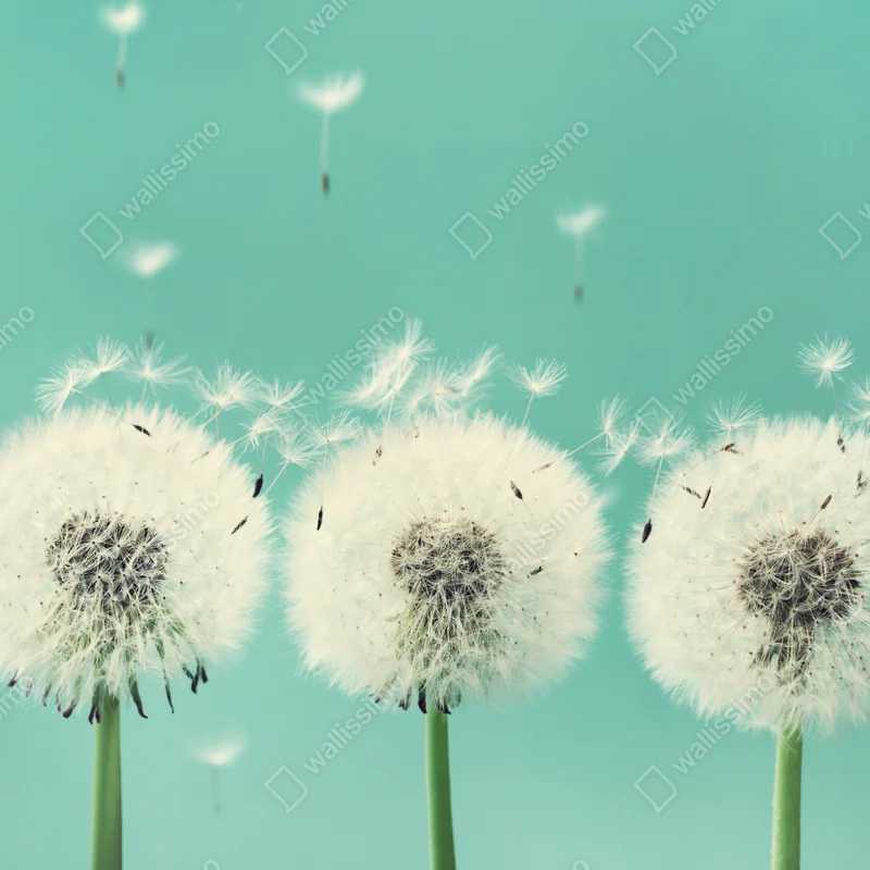 Kühlschrankaufkleber drei löwenzahn-pusteblumen auf türkisgrund Kühlschrankaufkleber drei löwenzahn-pusteblumen auf türkisgrund