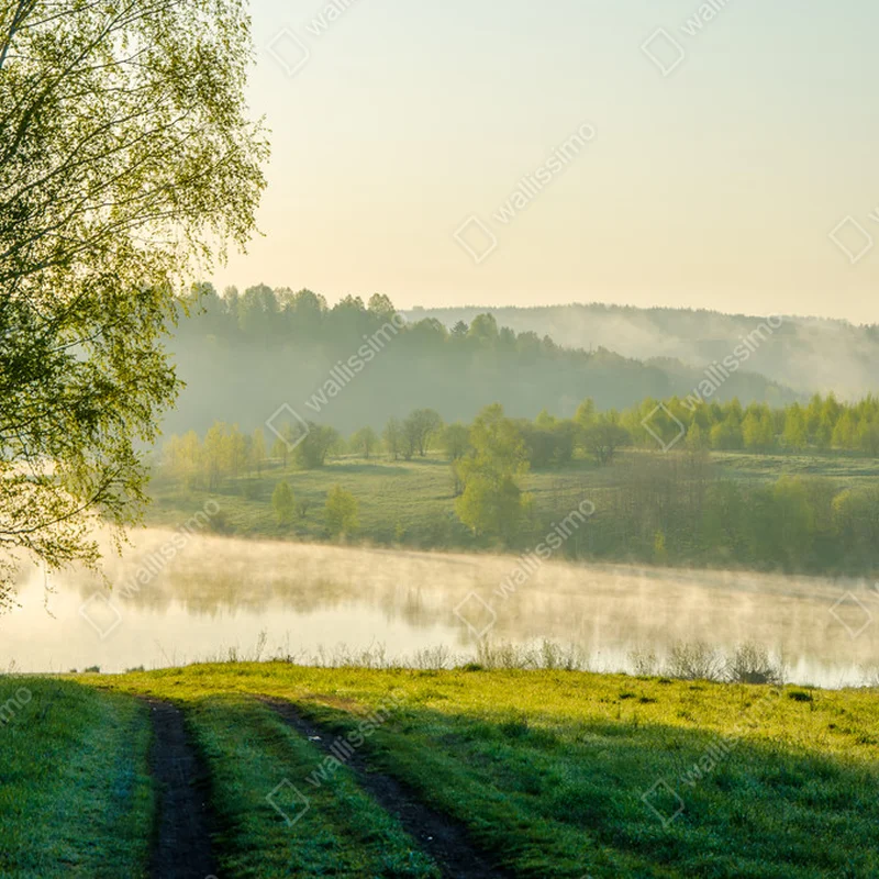 Poster Morgennebel. rund um den See wachsen Birken . • Poster bei Wallnifity® Poster Morgennebel. rund um den See wachsen Birken . • Poster bei Wallnifity®