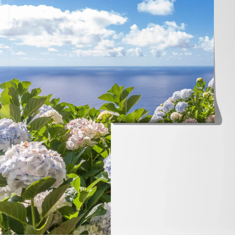 Fototapeta ścieżka nadmorska z hortensjami, São Miguel, Azory Fototapeta ścieżka nadmorska z hortensjami, São Miguel, Azory