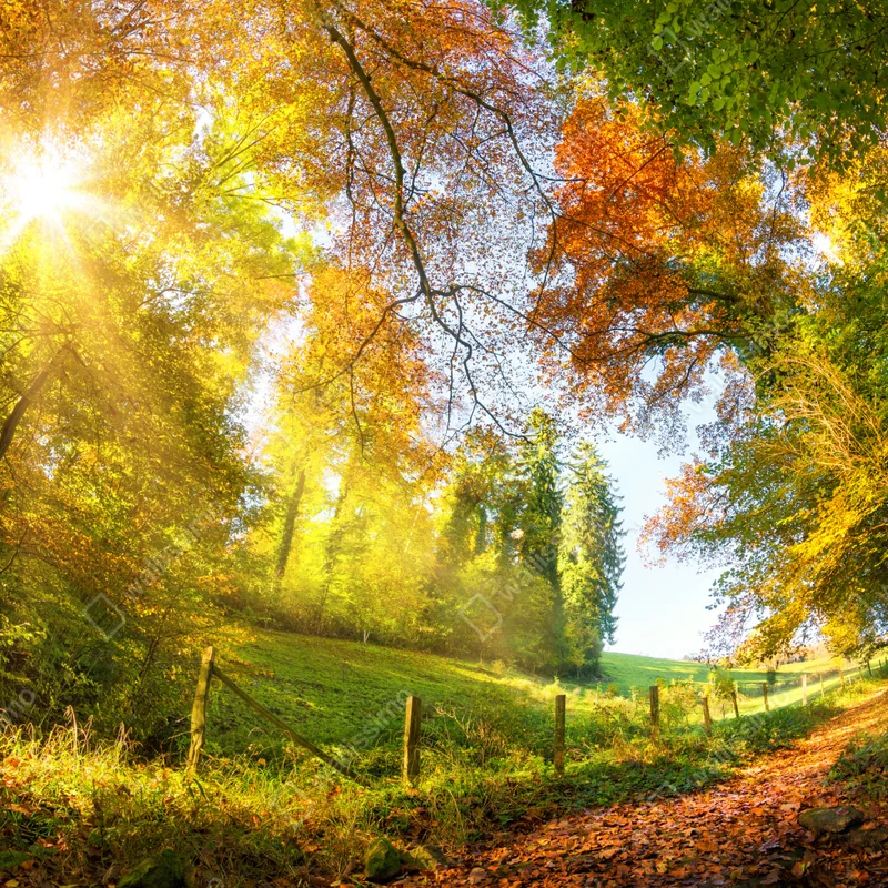 Laptop-Aufkleber goldener herbstwaldweg Laptop-Aufkleber goldener herbstwaldweg