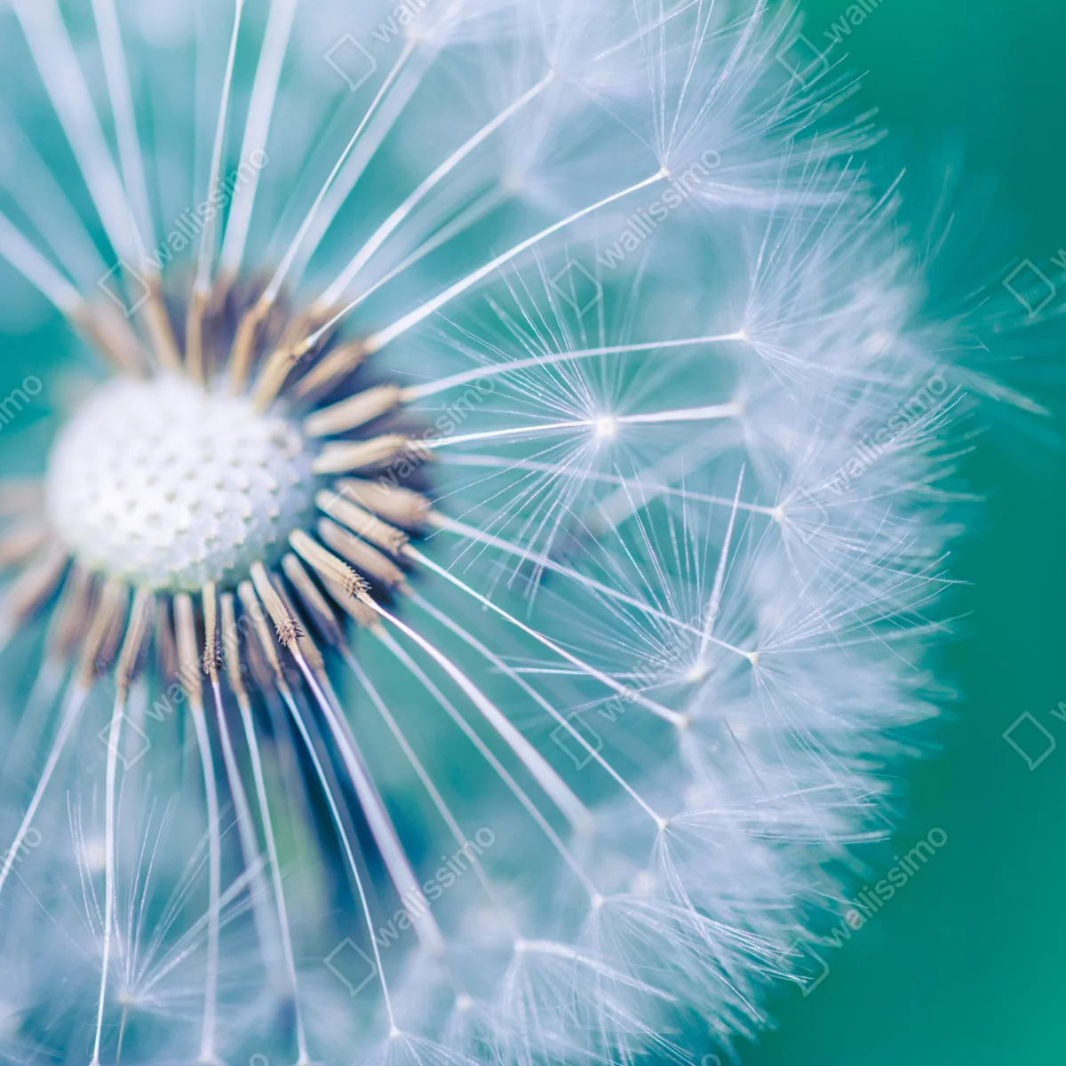 Fototapete türkisfarbener löwenzahn nahaufnahme Fototapete türkisfarbener löwenzahn nahaufnahme
