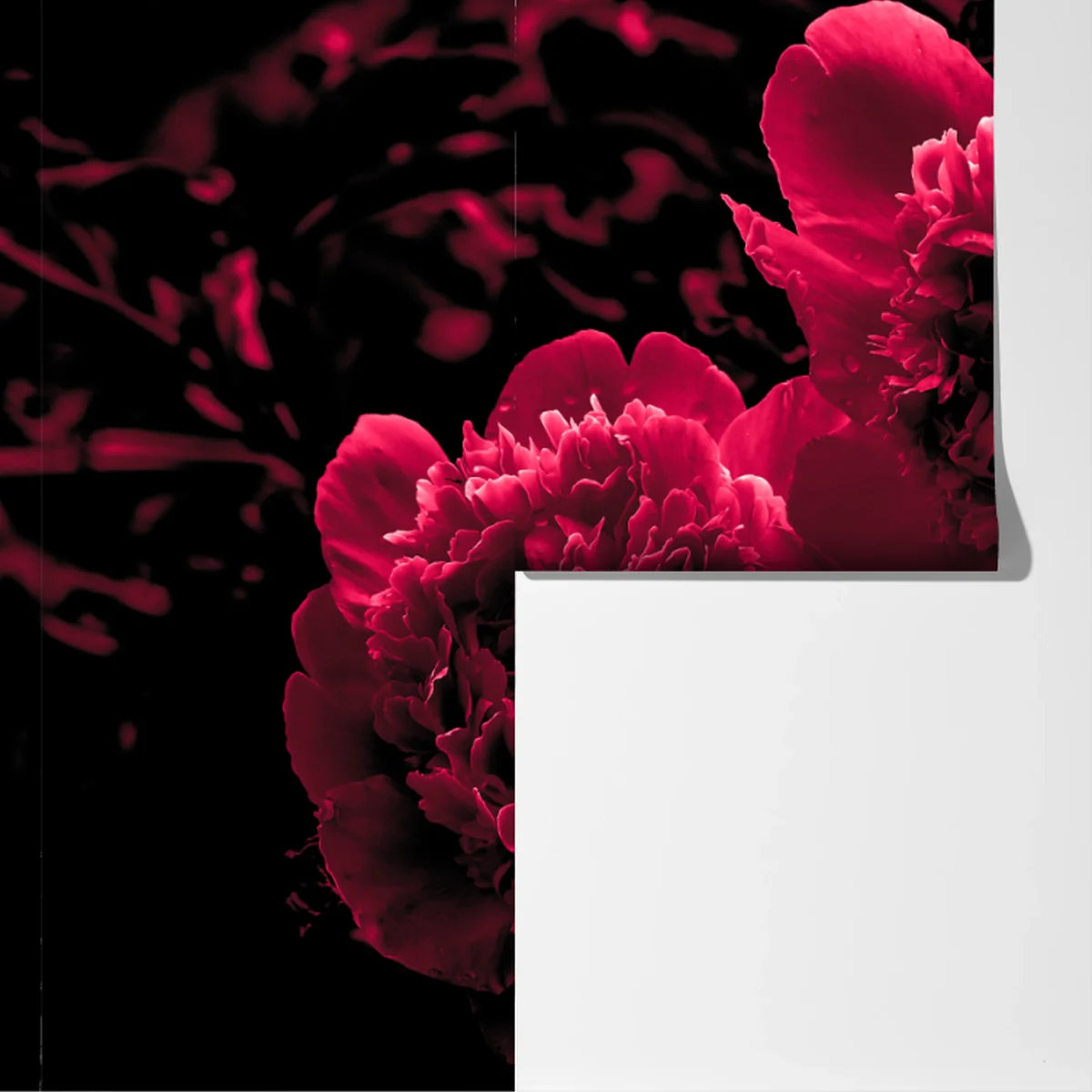 Fototapeta nastrojowe różowe piwonie Fototapeta nastrojowe różowe piwonie