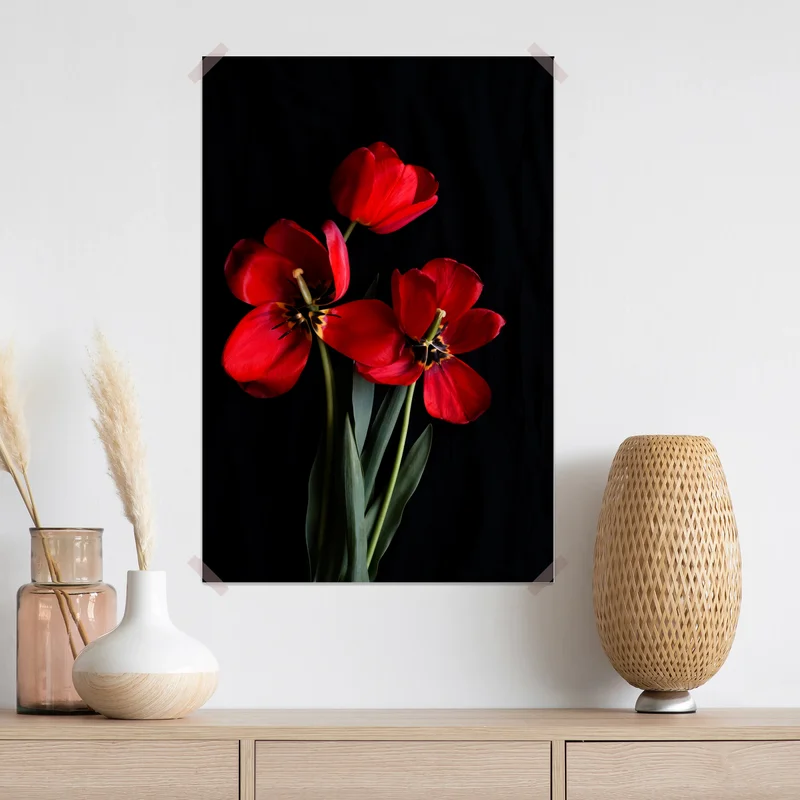 Poster drei rote tulpen vor schwarzem hintergrund Poster drei rote tulpen vor schwarzem hintergrund