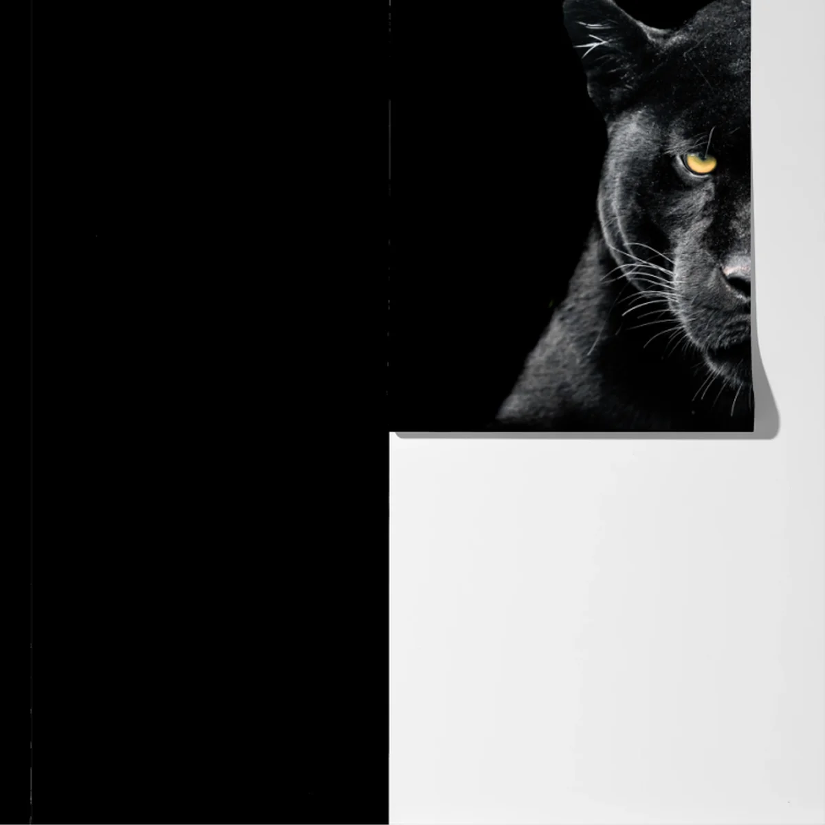 Fototapete porträt eines schwarzen panthers vor schwarzem hintergrund Fototapete porträt eines schwarzen panthers vor schwarzem hintergrund