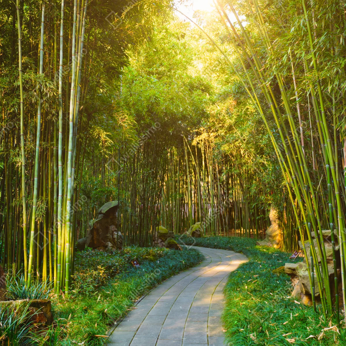 Laptop-Aufkleber ruhiger bambuswald mit pfad Laptop-Aufkleber ruhiger bambuswald mit pfad