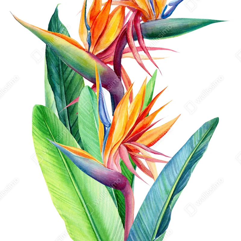 Repositionierbarer Aufkleber farbenfrohe strelitzie aquarell botanisches bild Repositionierbarer Aufkleber farbenfrohe strelitzie aquarell botanisches bild