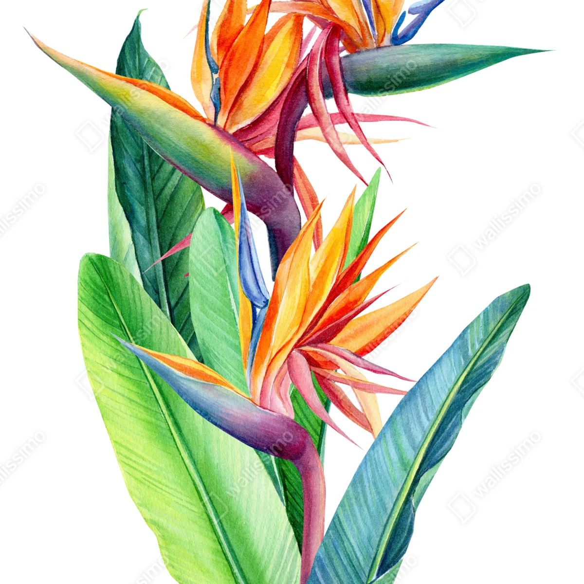 Repositionierbarer Aufkleber farbenfrohe strelitzie aquarell botanisches bild Repositionierbarer Aufkleber farbenfrohe strelitzie aquarell botanisches bild