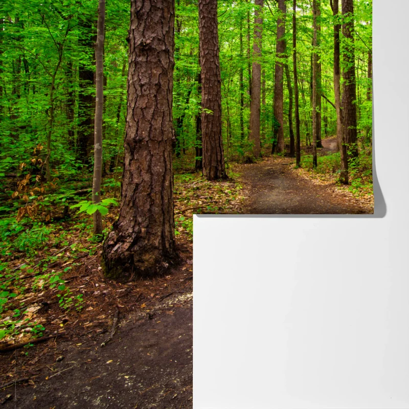 Fototapete ruhiger grüner waldpfad Fototapete ruhiger grüner waldpfad