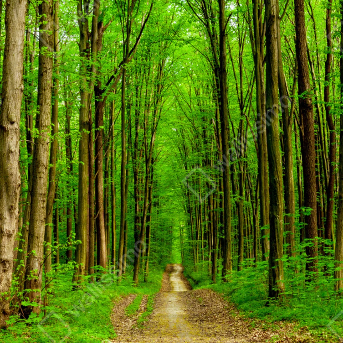Türaufkleber grüner waldweg im frühling Türaufkleber grüner waldweg im frühling