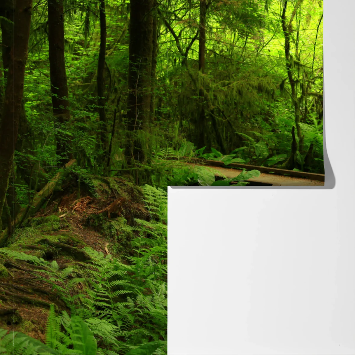 Fototapete ruhiger grüner waldsteg Fototapete ruhiger grüner waldsteg