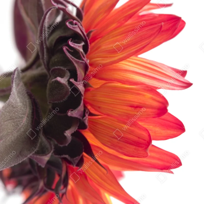 Naklejka na okno intensywny pomarańczowy słonecznik zbliżenie Naklejka na okno intensywny pomarańczowy słonecznik zbliżenie