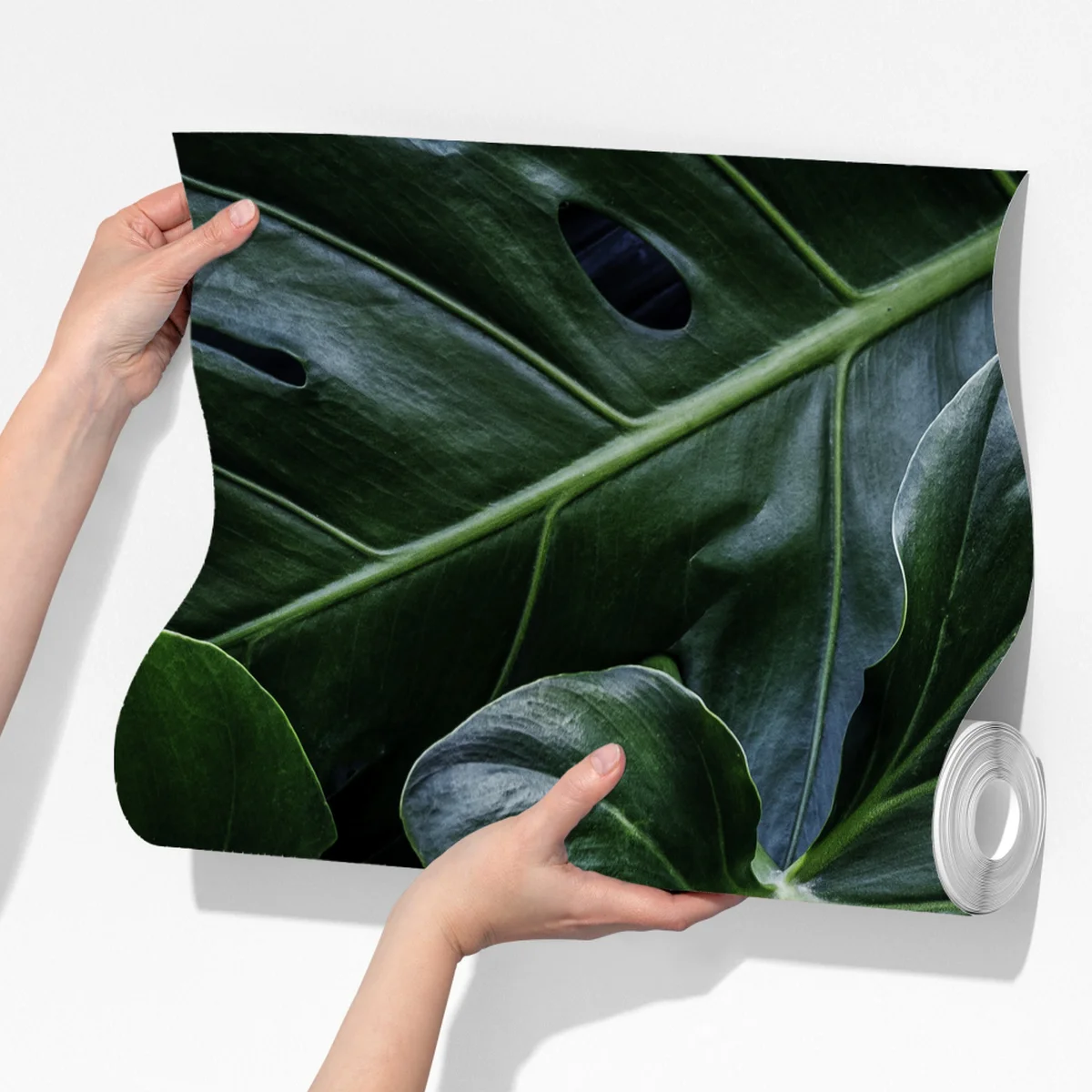 Fototapeta bujna tropikalna monstera Fototapeta bujna tropikalna monstera