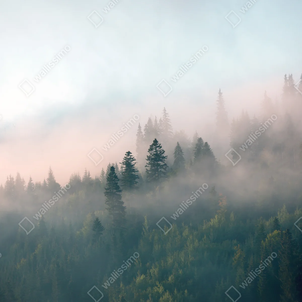 Fototapete nebliger morgenwald Fototapete nebliger morgenwald