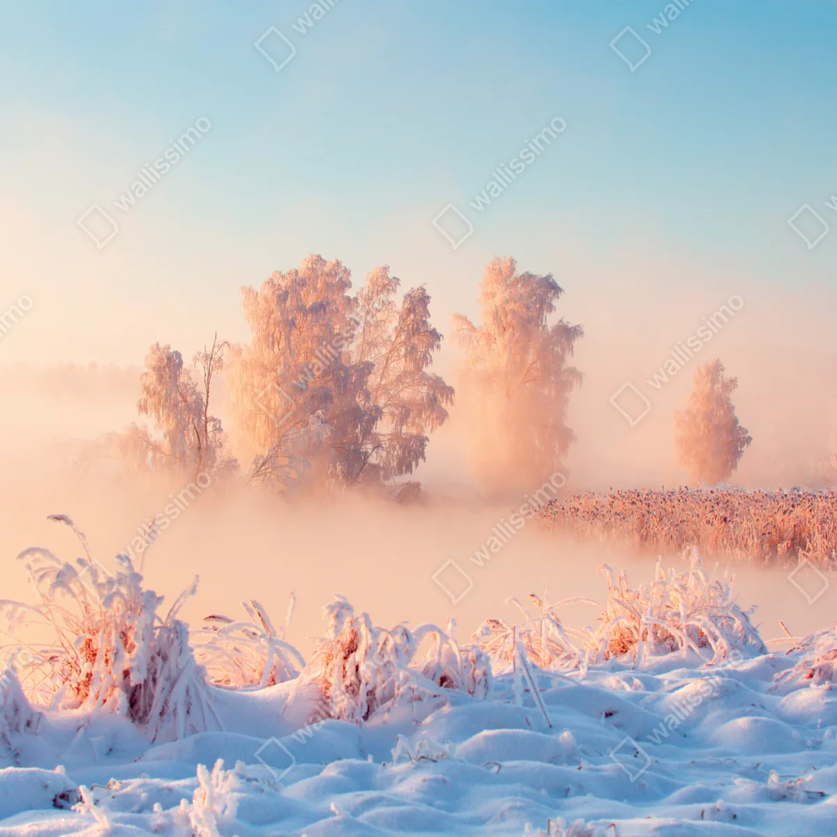 Poster winterlicher sonnenaufgang über einer frostigen wiese Poster winterlicher sonnenaufgang über einer frostigen wiese
