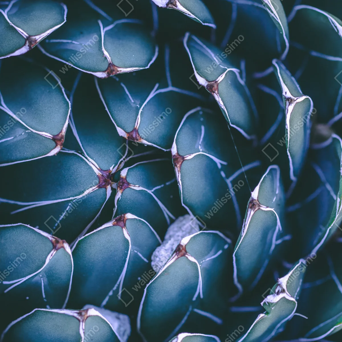 Laptop-Aufkleber geometrische makroaufnahme türkiser sukkulente Laptop-Aufkleber geometrische makroaufnahme türkiser sukkulente