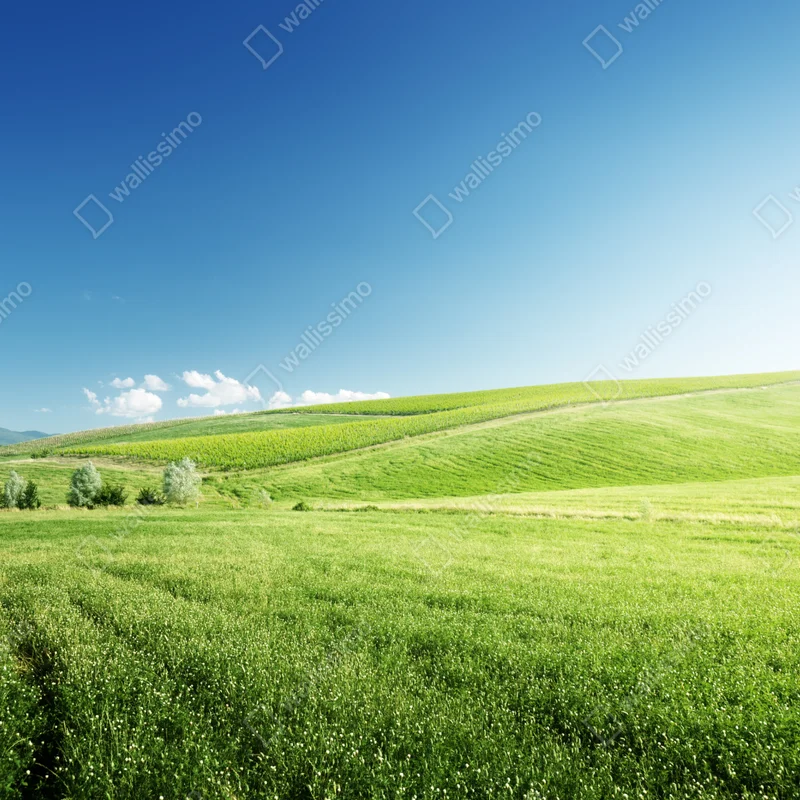 Leinwandbild ruhige grüne wiesenlandschaft Leinwandbild ruhige grüne wiesenlandschaft
