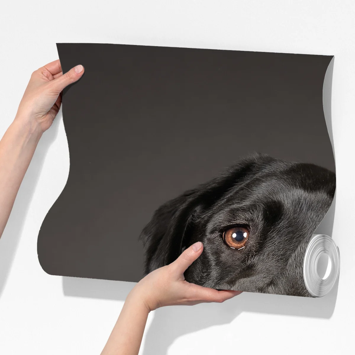 Fototapete studio-porträt eines schwarzen labradors Fototapete studio-porträt eines schwarzen labradors