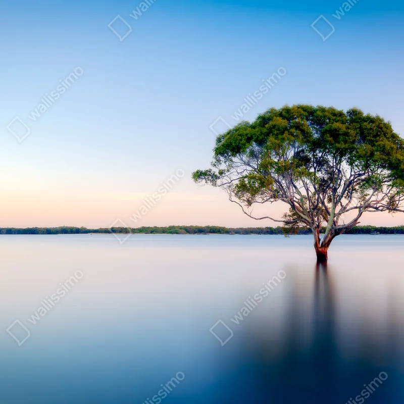 Fototapete einsamer baum am stillen see Fototapete einsamer baum am stillen see