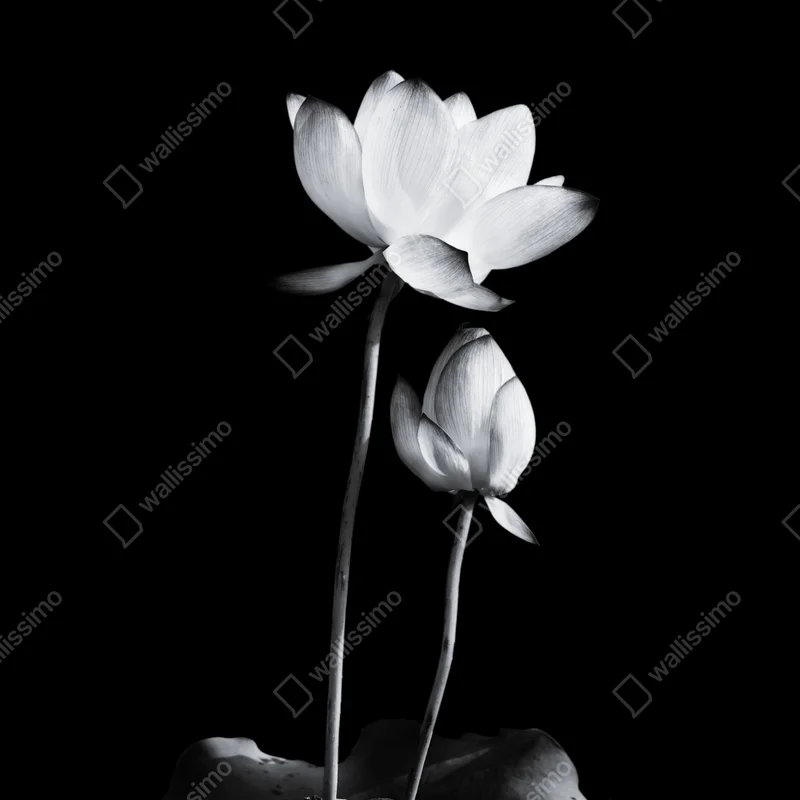 Poster weißer lotus in monochrom Poster weißer lotus in monochrom