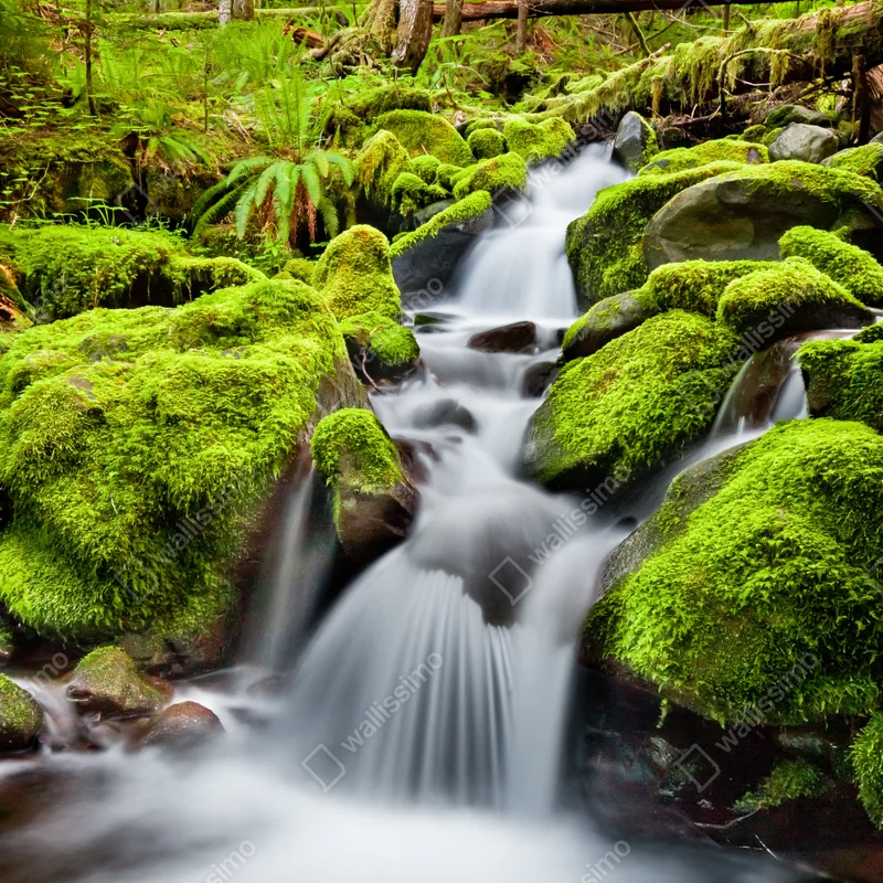 Türaufkleber moosbedeckter bach bei Sol Duc Falls Türaufkleber moosbedeckter bach bei Sol Duc Falls