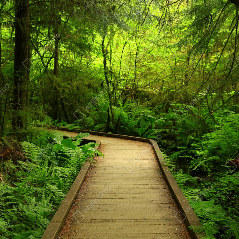 Schrankaufkleber ruhiger grüner waldsteg Schrankaufkleber ruhiger grüner waldsteg