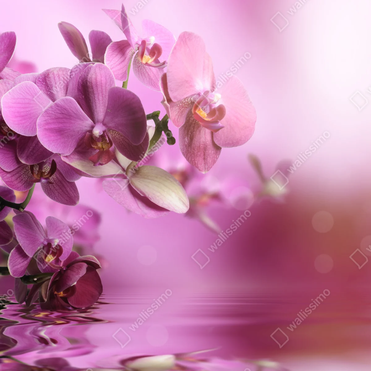 Fototapete rosa orchideen spiegelung Fototapete rosa orchideen spiegelung