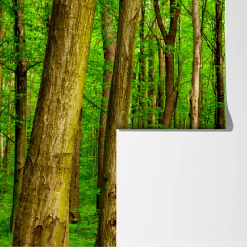 Fototapete grüner waldweg im frühling Fototapete grüner waldweg im frühling