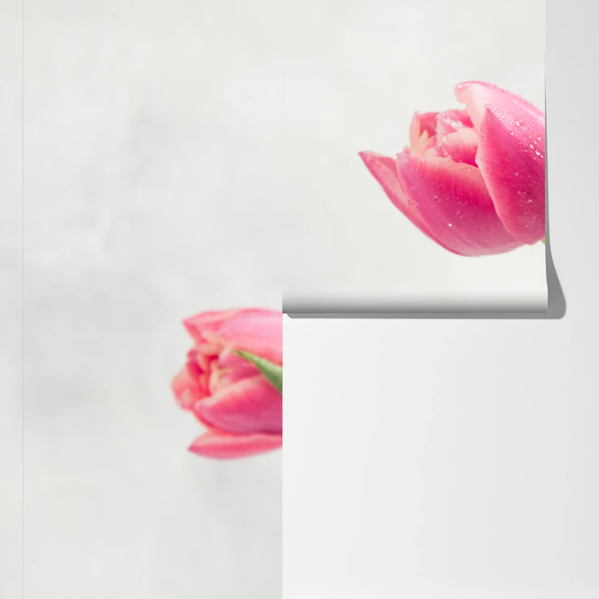 Fototapete eleganter strauß rosa tulpen Fototapete eleganter strauß rosa tulpen