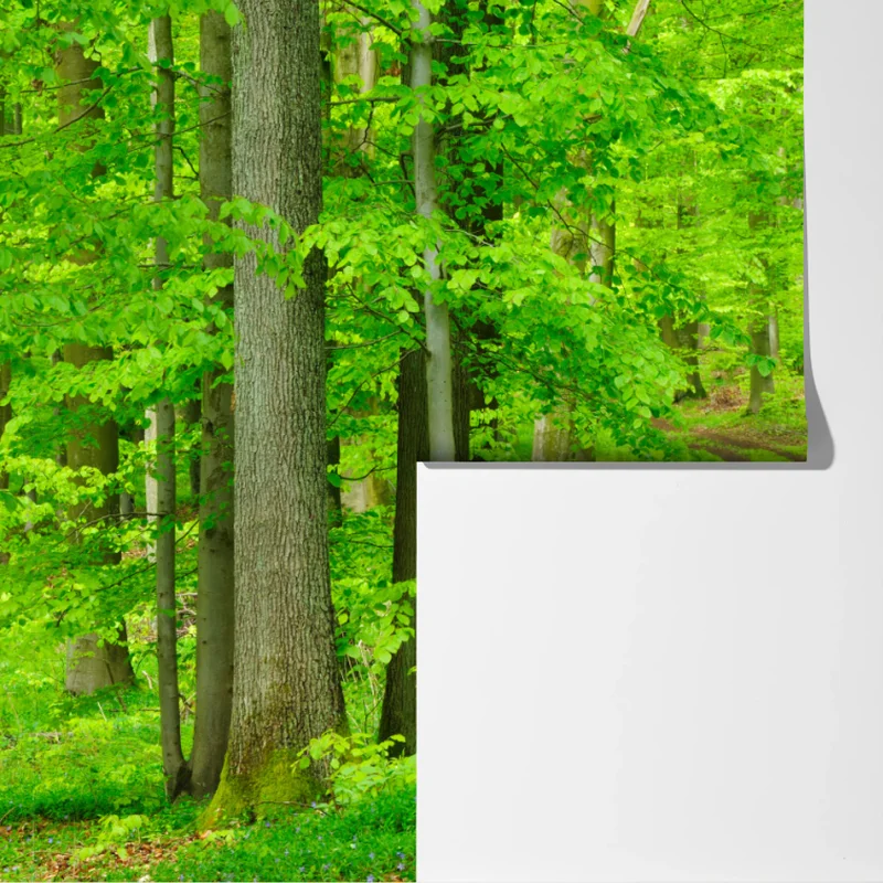 Fototapete ruhiger waldweg im frühling Fototapete ruhiger waldweg im frühling