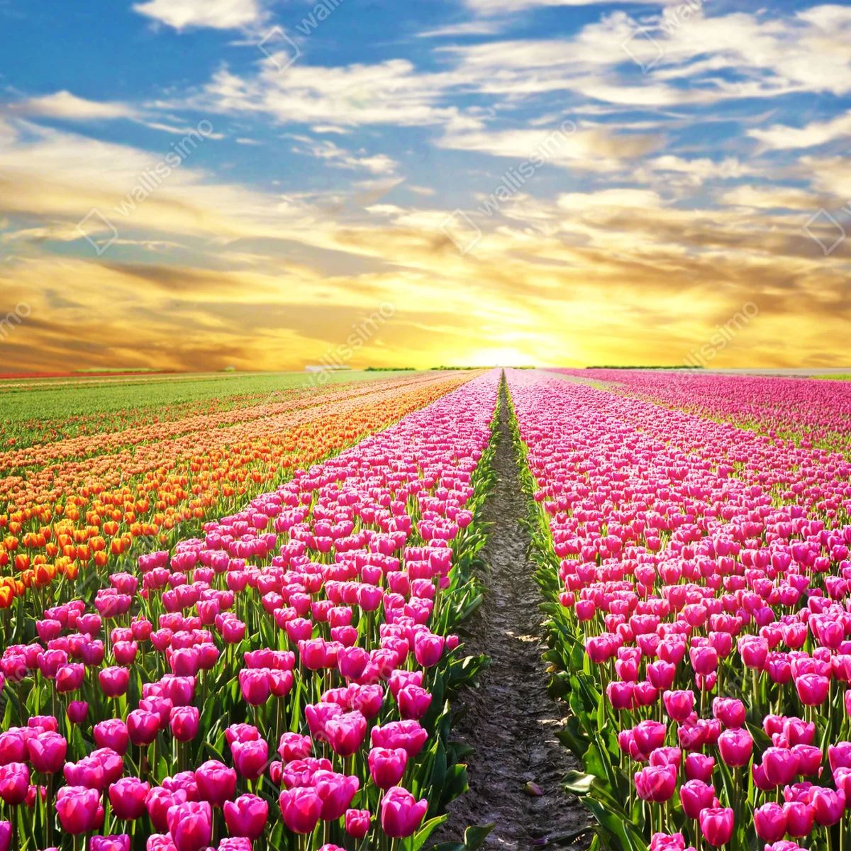 Fototapete sonnenaufgang über tulpenfeldern in den Niederlanden Fototapete sonnenaufgang über tulpenfeldern in den Niederlanden