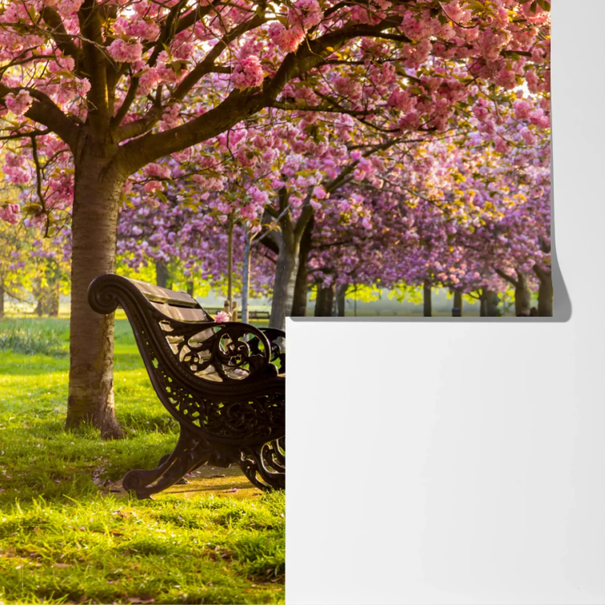 Fototapete kirschblütenallee im frühling Fototapete kirschblütenallee im frühling