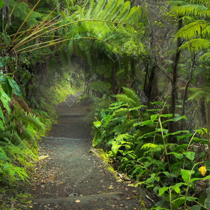 Fototapeta bujny las deszczowy na szlaku Kilauea Iki, Hawaje Fototapeta bujny las deszczowy na szlaku Kilauea Iki, Hawaje