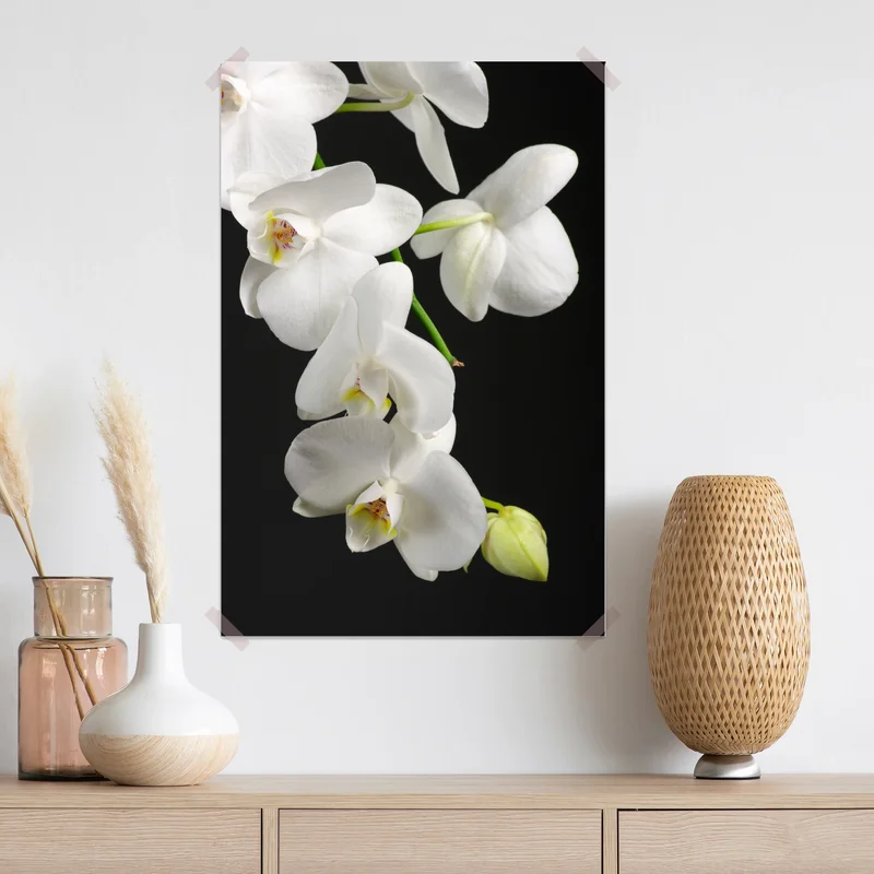 Poster weißer orchideenzweig vor schwarzem hintergrund Poster weißer orchideenzweig vor schwarzem hintergrund