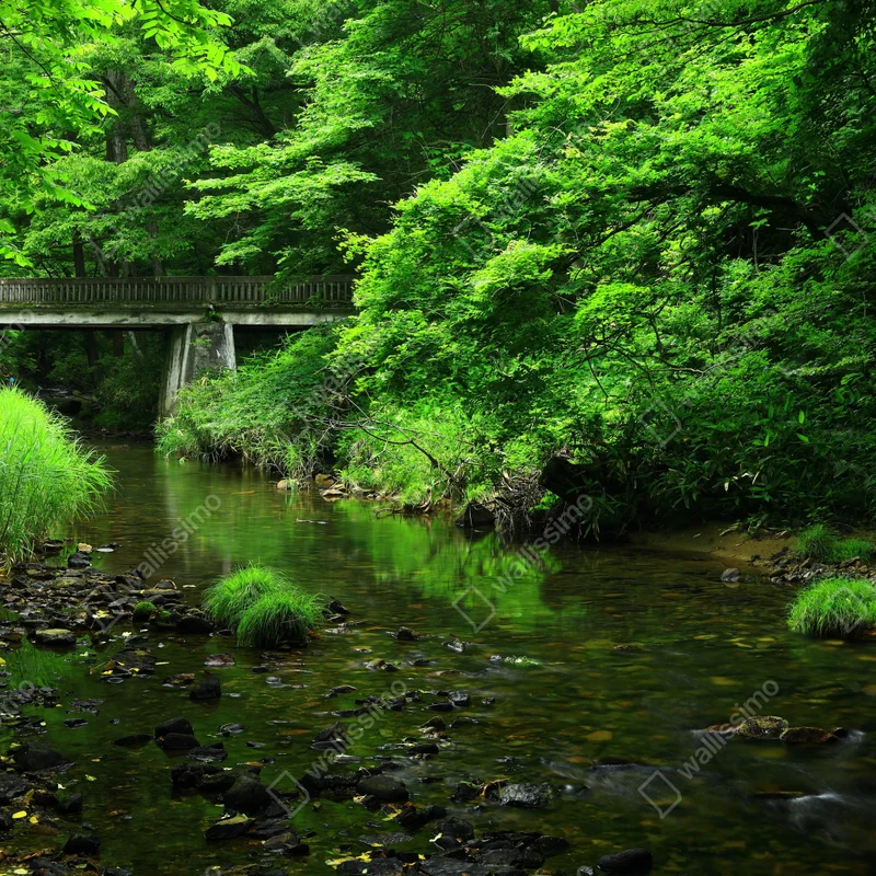 Repositionierbarer Aufkleber üppiger grüner waldbach mit steinbrücke Repositionierbarer Aufkleber üppiger grüner waldbach mit steinbrücke